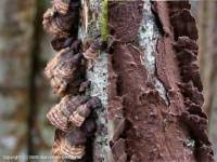 Attēlu rezultāti vaicājumam “Hymenochaete tabacina”