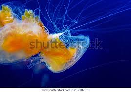 Image result for Phacellophora camtschatica