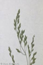 Attēlu rezultāti vaicājumam “Poa remota leaf”