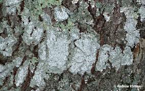 Attēlu rezultāti vaicājumam “Pertusaria amara”