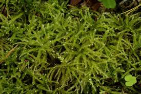 Attēlu rezultāti vaicājumam “Eurhynchium striatum”