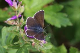 Attēlu rezultāti vaicājumam “Eumedonia eumedon male”