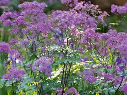 Attēlu rezultāti vaicājumam “Thalictrum”