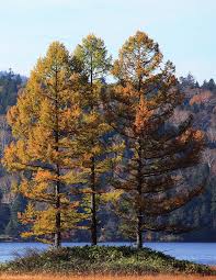 Attēlu rezultāti vaicājumam “Larix”