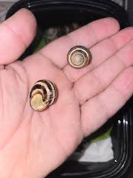 Attēlu rezultāti vaicājumam “Cepaea nemoralis”