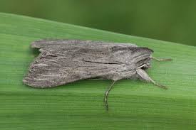 Attēlu rezultāti vaicājumam “Cucullia lucifuga”