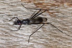 Attēlu rezultāti vaicājumam “Micropezidae”