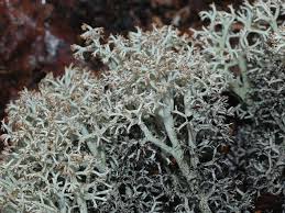 Attēlu rezultāti vaicājumam “Cladonia stygia”