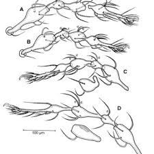 Attēlu rezultāti vaicājumam “Belbodamaeus sp.”