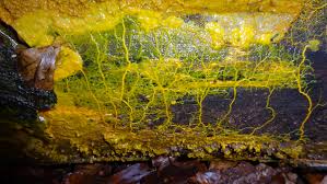 Attēlu rezultāti vaicājumam “Badhamia dubia spores”