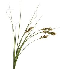 Attēlu rezultāti vaicājumam “Carex arenaria”