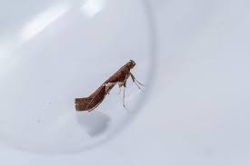 Attēlu rezultāti vaicājumam “Caloptilia stigmatella”
