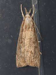 Attēlu rezultāti vaicājumam “Calamotropha paludella”