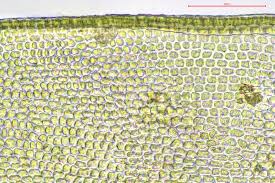 Attēlu rezultāti vaicājumam “Orthotrichum cupulatum var. riparium”