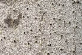 Attēlu rezultāti vaicājumam “Stictis”