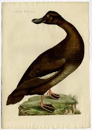 Attēlu rezultāti vaicājumam “Melanitta fusca male”