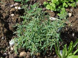 Attēlu rezultāti vaicājumam “Microrrhinum minus leaf”