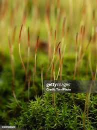 Attēlu rezultāti vaicājumam “Polytrichum commune sporophyte”