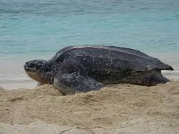 Image result for Dermochelys coriacea