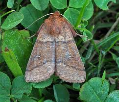 Attēlu rezultāti vaicājumam “Mythimna turca”