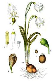 Attēlu rezultāti vaicājumam “Leucojum vernum var. vernum flower”