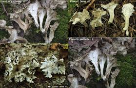 Attēlu rezultāti vaicājumam “Pseudocraterellus”