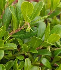 Attēlu rezultāti vaicājumam “Arctostaphylos uva-ursi leaf”
