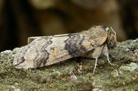 Attēlu rezultāti vaicājumam “Tethea or”