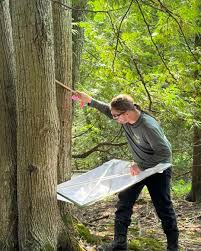 Attēlu rezultāti vaicājumam “Schistidium apocarpum stalked”