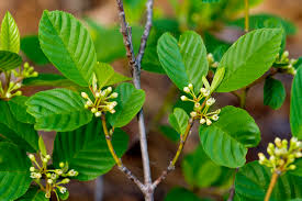 Attēlu rezultāti vaicājumam “Frangula alnus leaf”