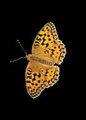 Attēlu rezultāti vaicājumam “Euphydrias aurinia upperside”