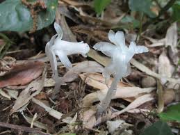 Image result for ギンリョウソウ