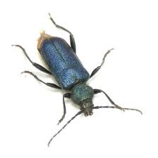 Attēlu rezultāti vaicājumam “Callidium violaceum”