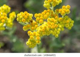 Attēlu rezultāti vaicājumam “Helichrysum arenarium”