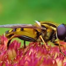 Attēlu rezultāti vaicājumam “Helophilus hybridus male”