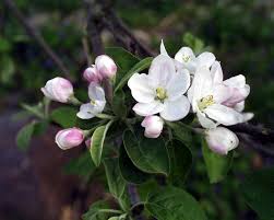 Attēlu rezultāti vaicājumam “Malus domestica”