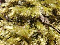 Attēlu rezultāti vaicājumam “Brachythecium salebrosum”