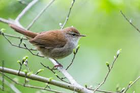 Image result for Cettia cetti