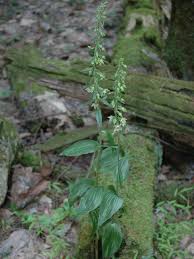 Attēlu rezultāti vaicājumam “Epipactis helleborine fruit”