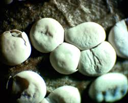 Attēlu rezultāti vaicājumam “Diderma testaceum sessile”