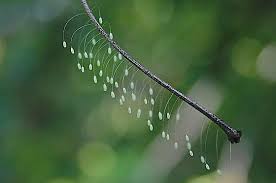 Attēlu rezultāti vaicājumam “Chrysopa eggs”