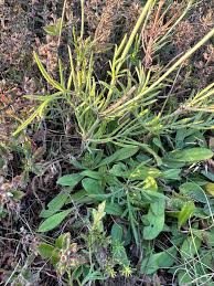 Image result for Scabiosa canescens
