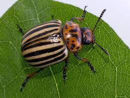 Attēlu rezultāti vaicājumam “Leptinotarsa decemlineata”