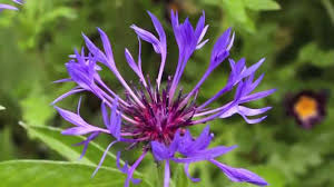 Image result for Flockenblume