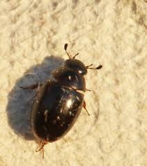 Attēlu rezultāti vaicājumam “Enochrus affinis”