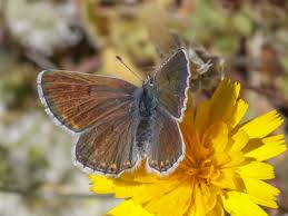 Attēlu rezultāti vaicājumam “Eumedonia eumedon underside”