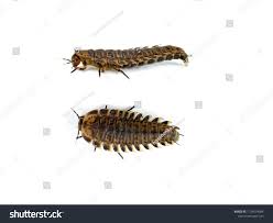 Attēlu rezultāti vaicājumam “Silpha obscura larva”