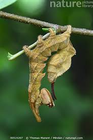 Attēlu rezultāti vaicājumam “Stauropus fagi”