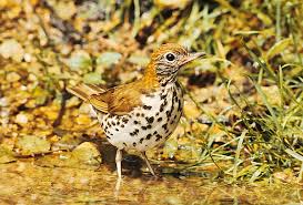 Image result for Hylocichla mustelina