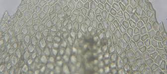 Attēlu rezultāti vaicājumam “Thamnobryum subserratum”